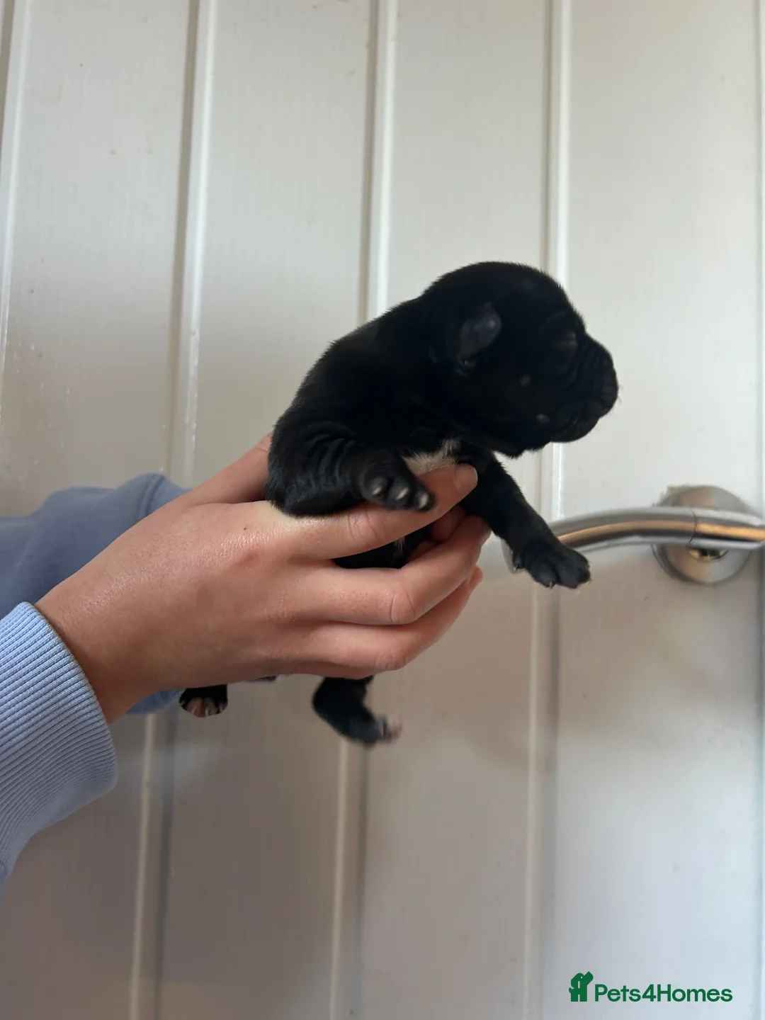 Staffordshire Bull Terrier dogs for sale: Staffordshire bull terrier puppy's  in Colchester - Advert 19