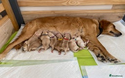 Golden Retriever dogs for sale: 🐾Sweet Golden Retriever Puppies-5 generation KC🐾 - Image 1