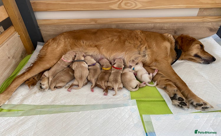 Golden Retriever dogs - Advert 3