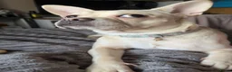 Mixed Breed dogs for sale: Female French cross looking for forever home - Advert 5