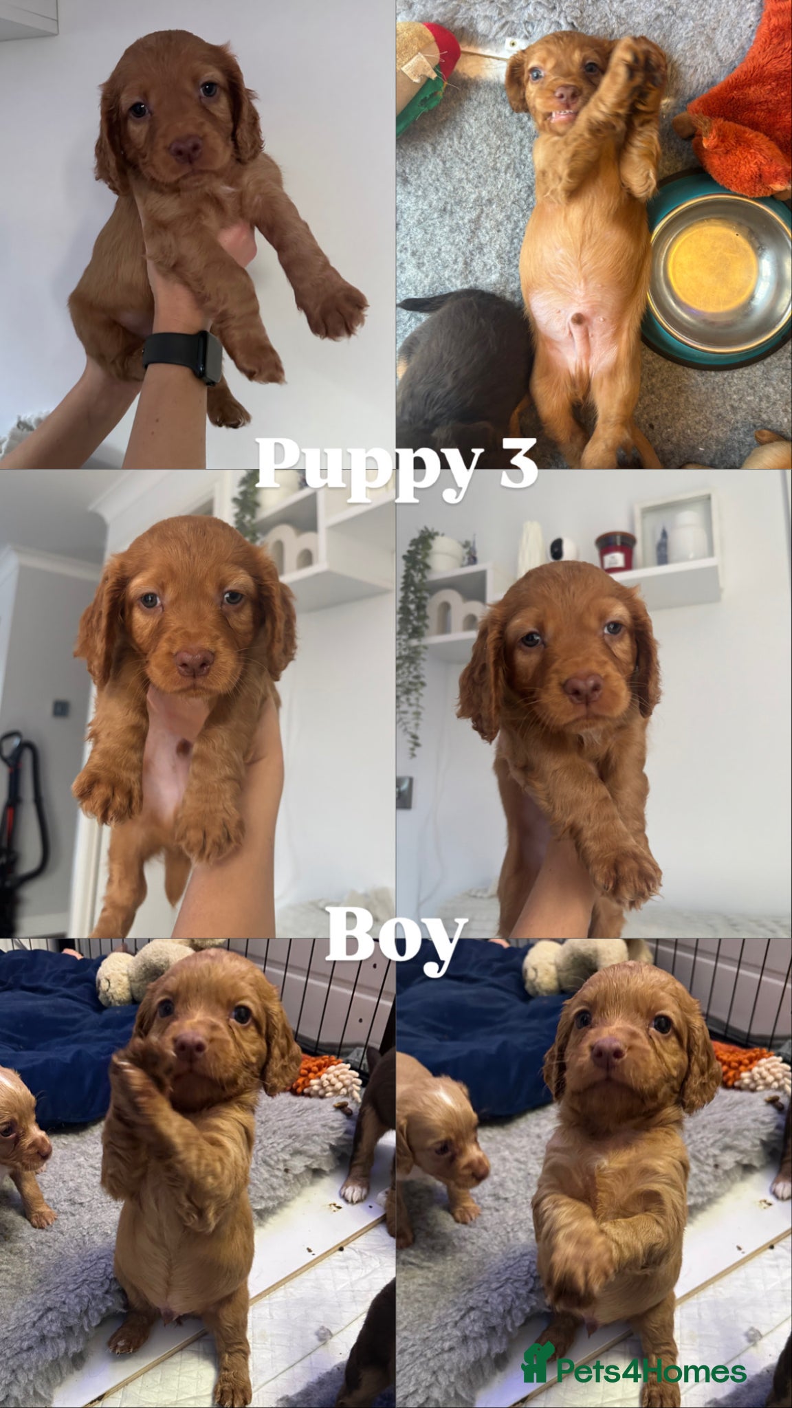 Cocker Spaniel dogs LAST Beautiful working cocker spaniel. 7 weeks old - Advert 18