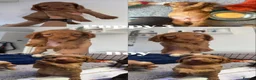 Cocker Spaniel dogs for sale: 7 Beautiful working cocker spaniels. 6 weeks old - Advert 5