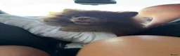 Pomeranian dogs for sale: Teddy - 2 Year Old Lilac Male Pomeranian - Advert 4