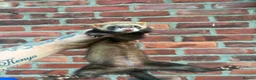 Ferret rodents for sale: Jill kits  in Sunderland - Advert 2