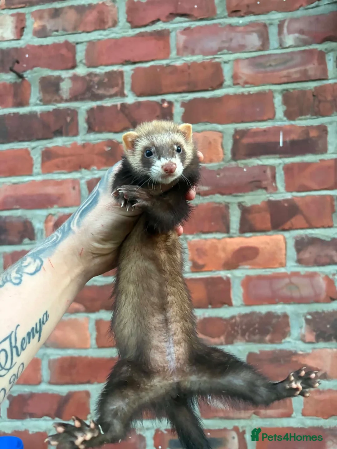 Ferret rodents for sale: Jill kits  in Sunderland - Advert 2