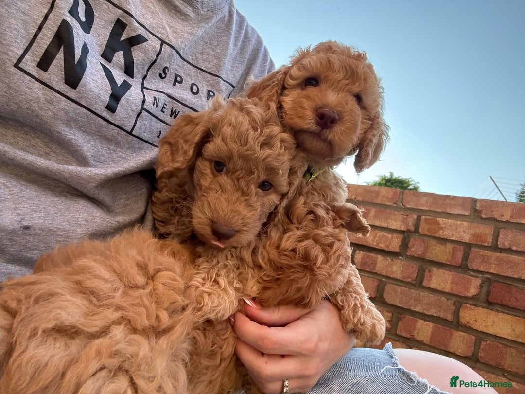 Cockapoo dogs for sale: Cockapoo puppies! 2 left! Ready 20/08/25 - Image 19