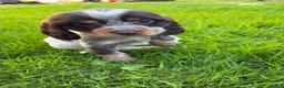 Cocker Spaniel dogs for sale: Show cocker spaniel - Advert 3