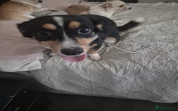 Chihuahua dogs for adoption: Bonded pair jackawawa & Pomchi - Image 1