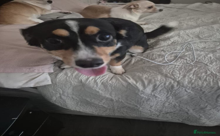 Chihuahua dogs - Advert 1