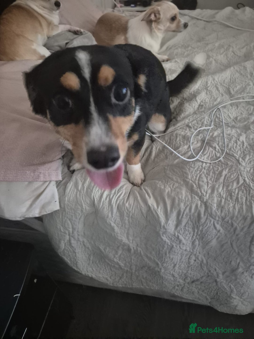 Chihuahua dogs for adoption: Bonded pair jackawawa & Pomchi - Image 1