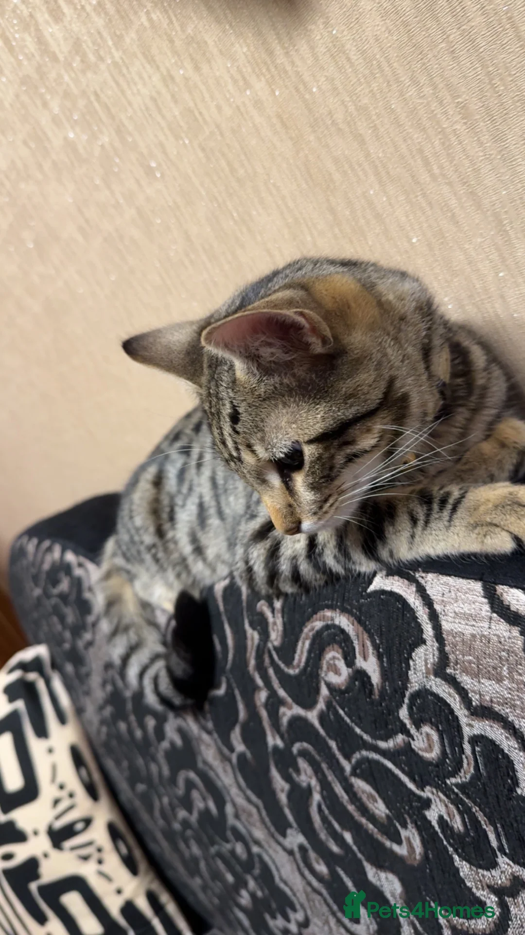 British Shorthair cats for sale: Mixed coloured kitten for sale  - Advert 2