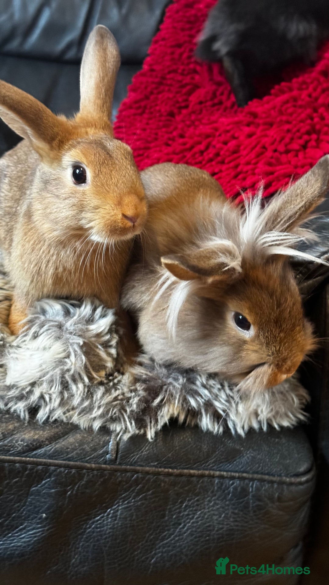 Mixed Breed rabbits for sale: Netherland dwarf and lionhead mixed bunnies - Image 11