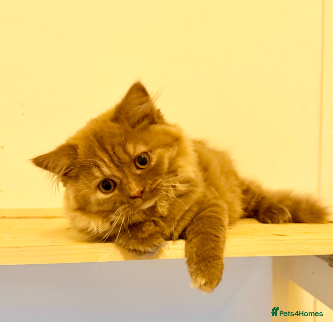 British Longhair cats for sale: Champion line kittens with excellent pedigrees - Advert 10