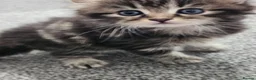 Persian cats for sale: Persian× British short hair(Perdolls) - Advert 33