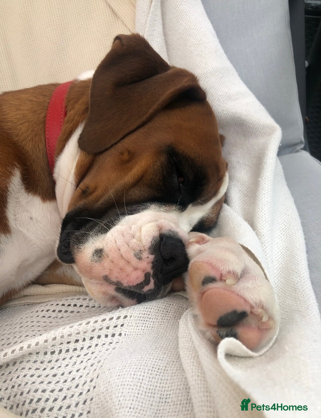 Boxer dogs for sale: Adorable BOXER puppies - Advert 25
