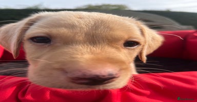 Labrador Retriever dogs - Advert 6
