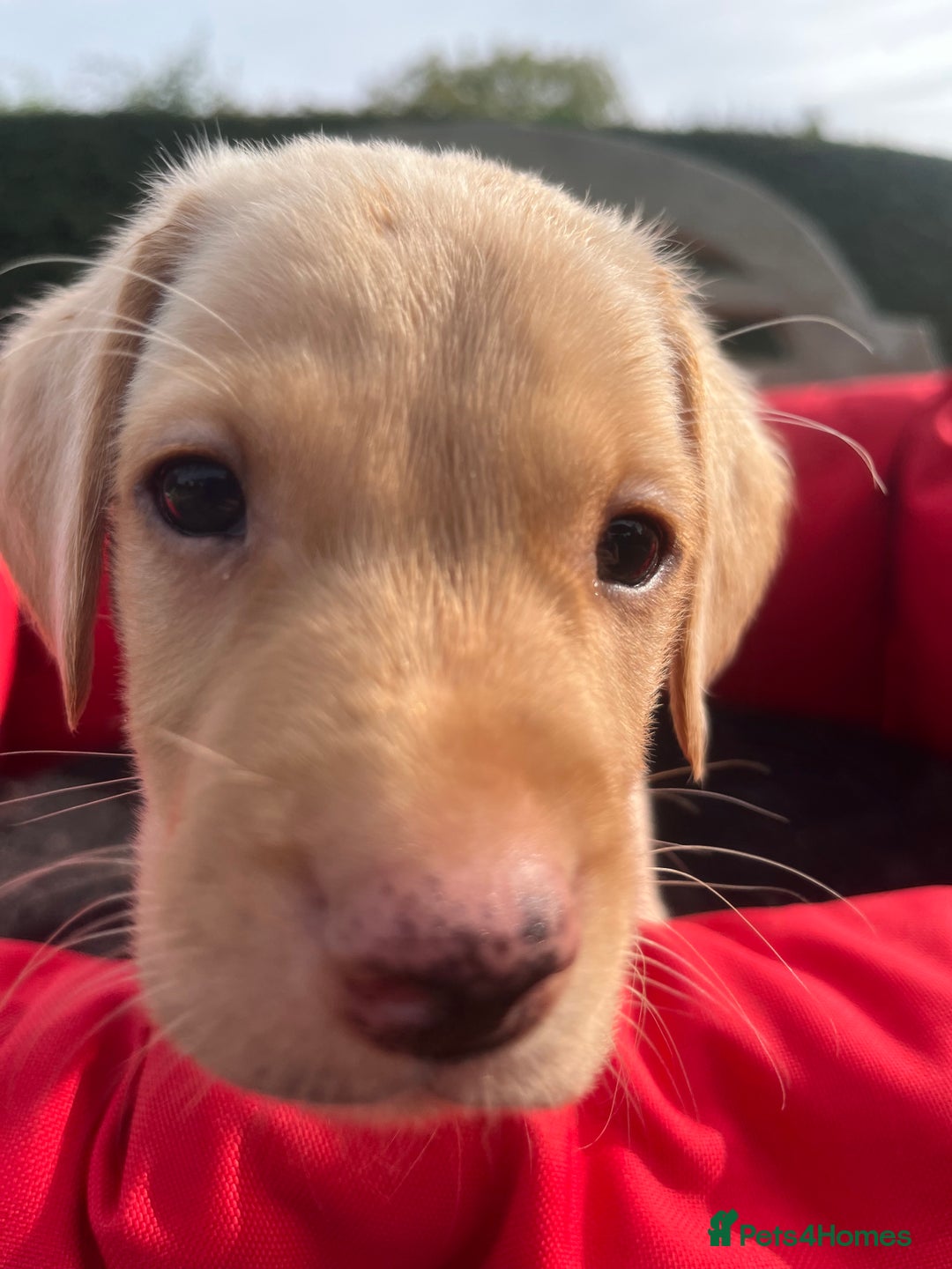 Labrador Retriever dogs for sale: Delightful Yellow Labradors Puppies - Image 3
