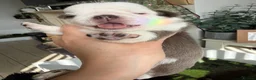 Pug dogs for sale: Kc lilac and chocolate pugs 5 star licensed  - Advert 30