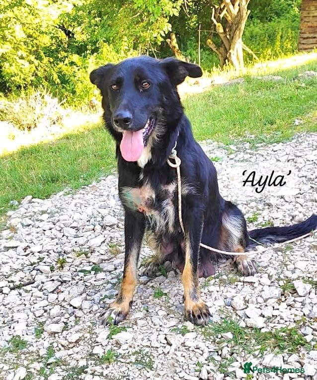 Mixed Breed dogs for adoption: Ayla, 2-3 yrs old. Available for adoption. - Advert 1