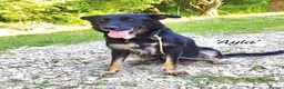 Mixed Breed dogs for adoption: Ayla, 2-3 yrs old. Available for adoption. in Brixham - Advert 1