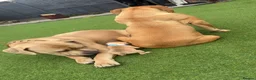 American Bully dogs for sale: Beautiful American bully’s 🐶  - Advert 8