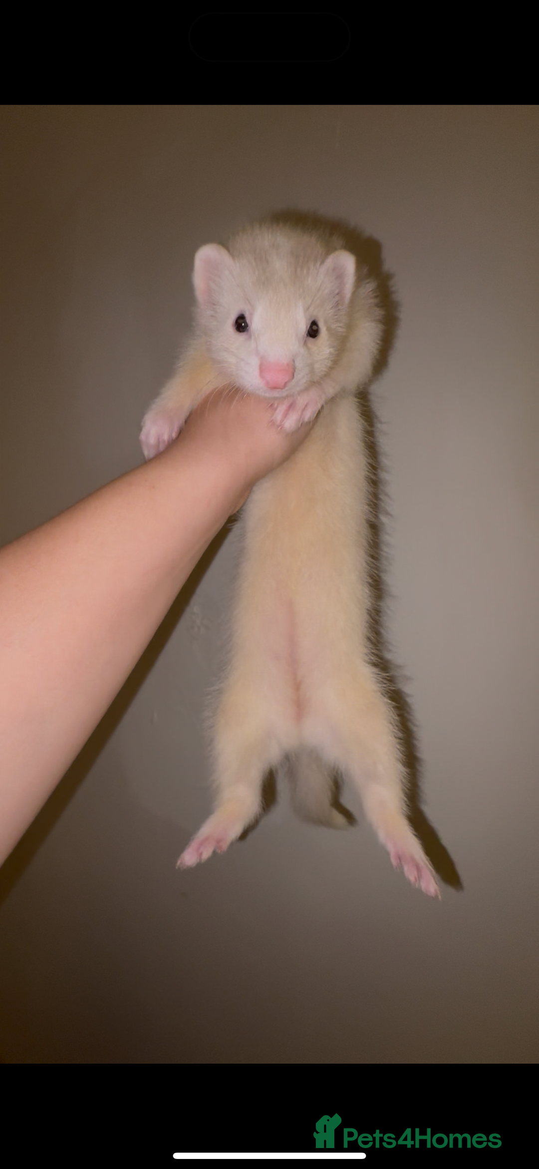 Ferret rodents for sale: 2 Ferret Jills 4 months old  - Advert 9