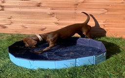 Mixed Breed dogs for sale: Vizsla cross cane corso  - Image 5