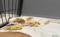 Cocker Spaniel dogs for sale: 5 gorgeous cocker spaniel puppies - Image 12