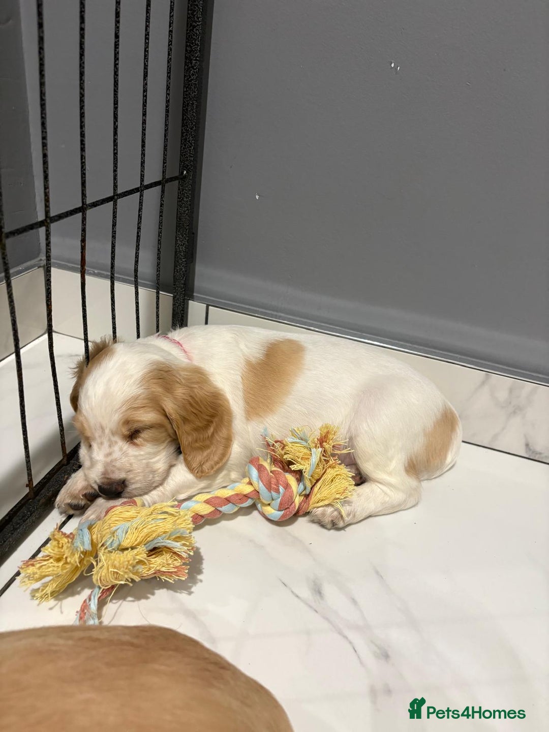 Cocker Spaniel dogs for sale: 5 gorgeous cocker spaniel puppies - Image 12