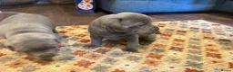 Staffordshire Bull Terrier dogs for sale: KC Registered Blue Staffordshire Bull terrier Pups - Advert 7