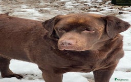 Labrador Retriever dogs for stud: Show Chunky Chocolate Male For Stud - Image 3