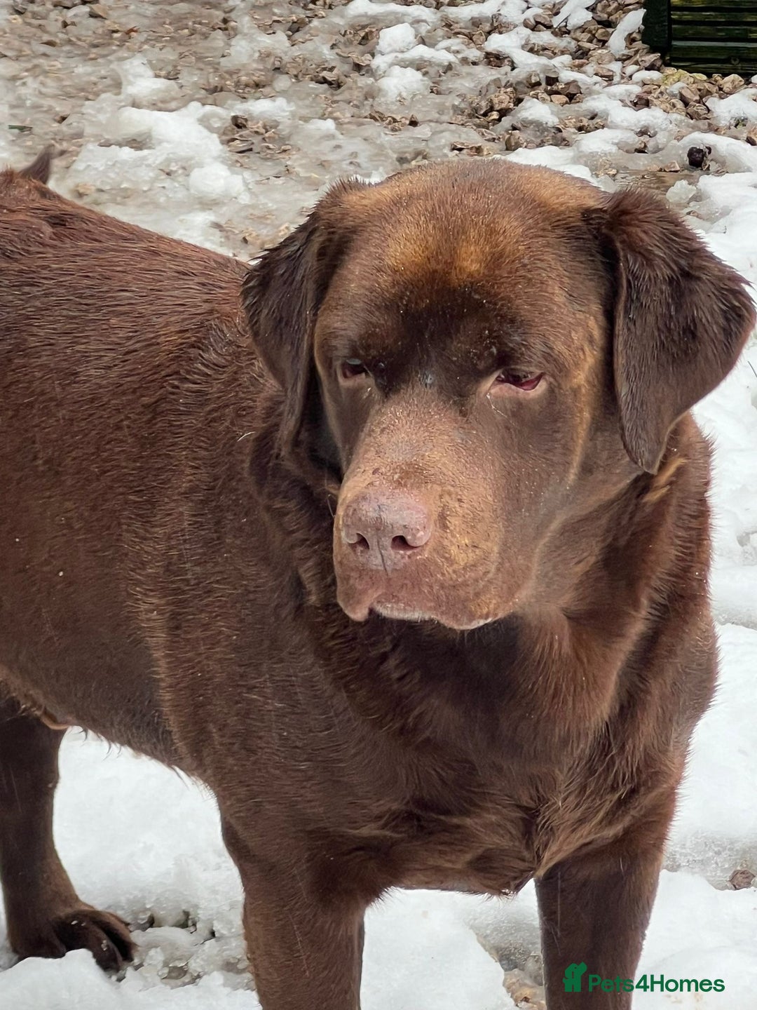 Labrador Retriever dogs for stud: Show Chunky Chocolate Male For Stud - Image 3