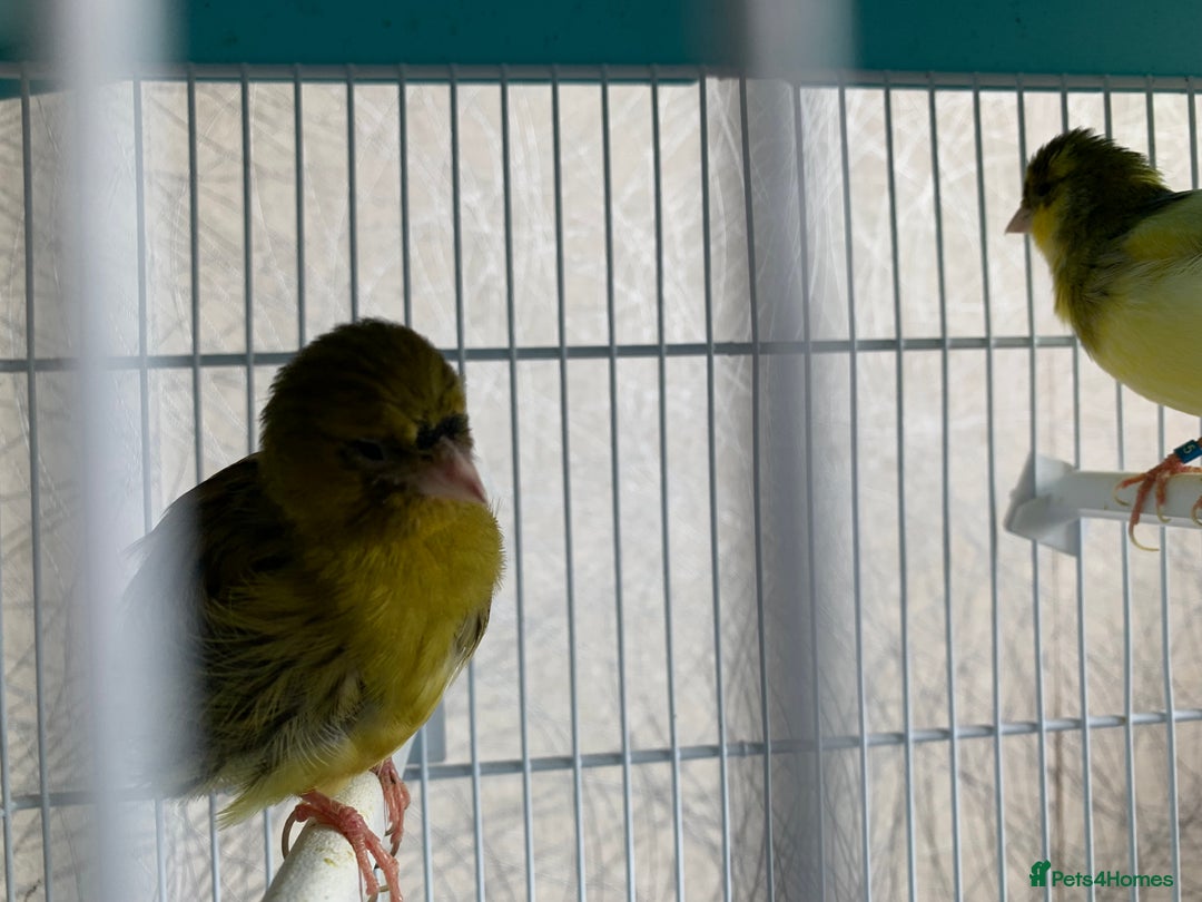 Canaries birds for sale: Breeding pair of canaries - Image 5