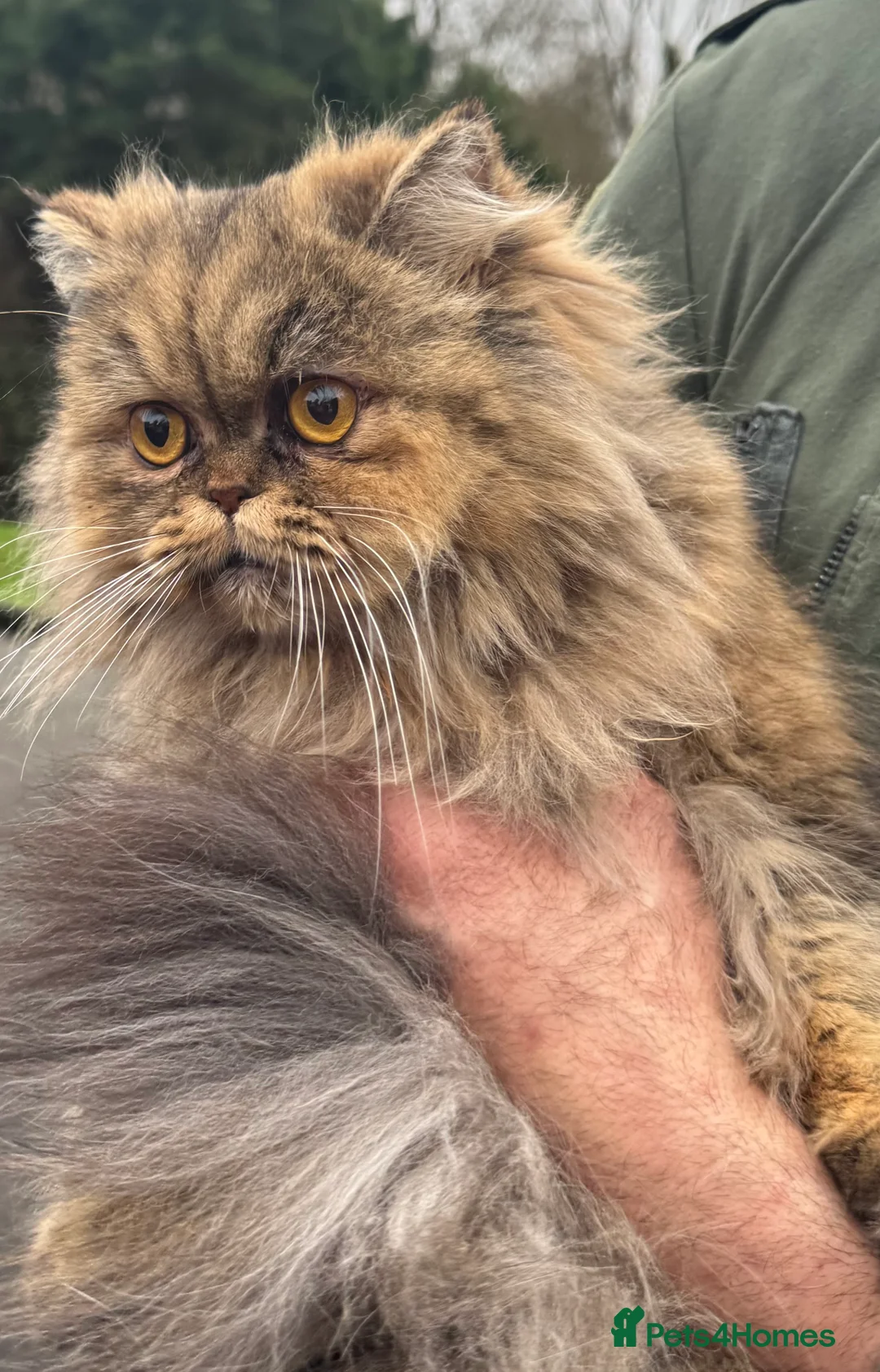 Persian cats for sale: Beautiful young Chinchilla Persian sisters - Advert 3