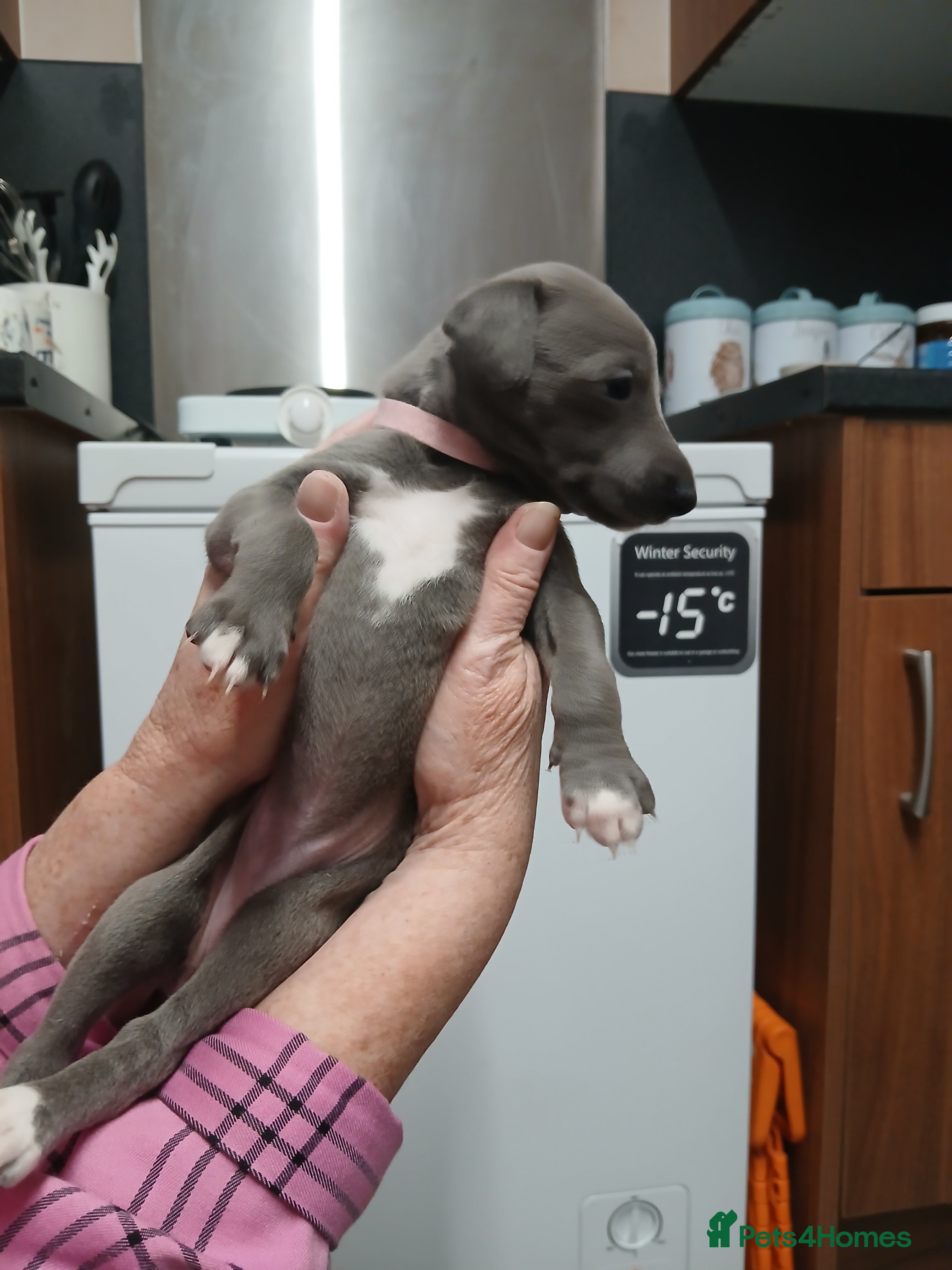 Whippet dogs Whippet puppys - Advert 7