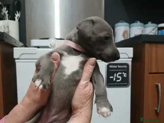 Whippet dogs Whippet puppys - Advert 7