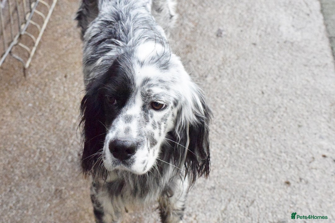 English Setter dogs for adoption: Boss  - Advert 3