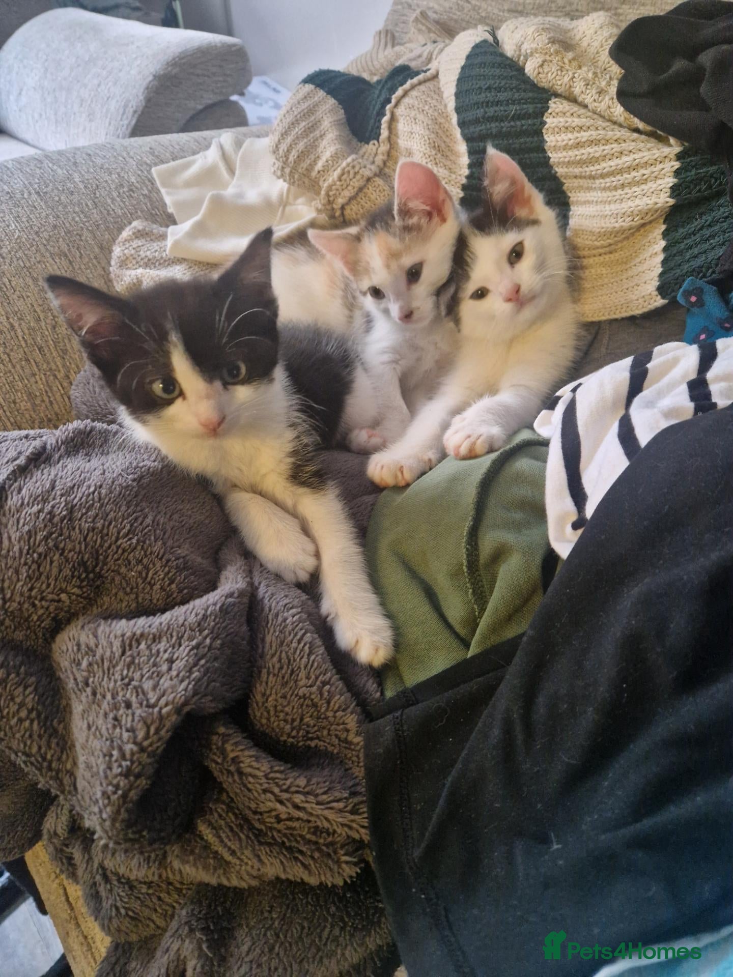 Mixed Breed cats 3 beautiful kittens left!ready for new homes - Advert 1