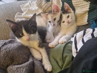 Mixed Breed cats 3 beautiful kittens left!ready for new homes - Advert 1
