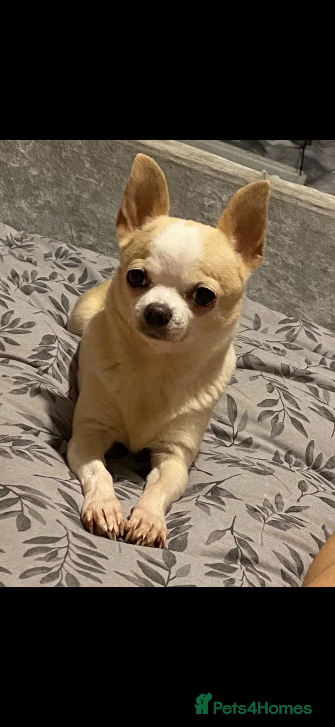 Chihuahua dogs for sale: 1 Tri male chihuahua - Advert 2