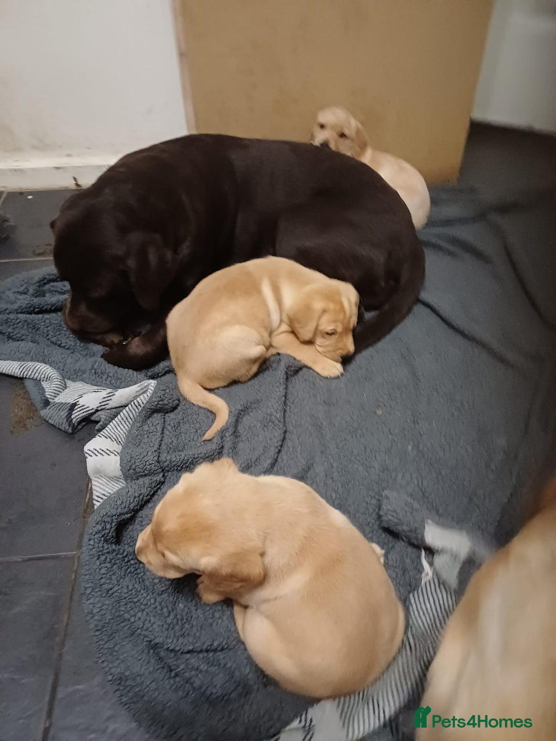 Labrador Retriever dogs for sale: 3 Puppies Available 🐶🐶🐶  - Image 13