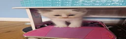 Ragdoll cats for sale: Ragdoll - Advert 19