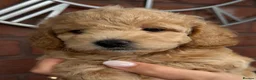 Cavapoochon dogs for sale: Lovely puppies looking for good home  - Advert 21