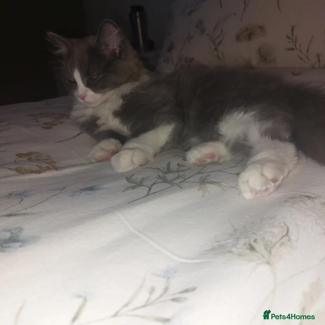 Ragdoll cats for sale: Ragdoll X British long hair - Advert 2