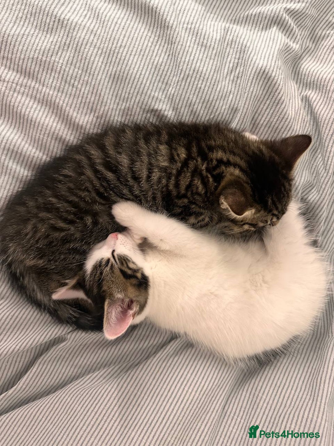 Mixed Breed cats for sale: Kittens for sale  - Advert 4