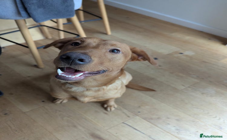 Labrador Retriever dogs - Advert 1