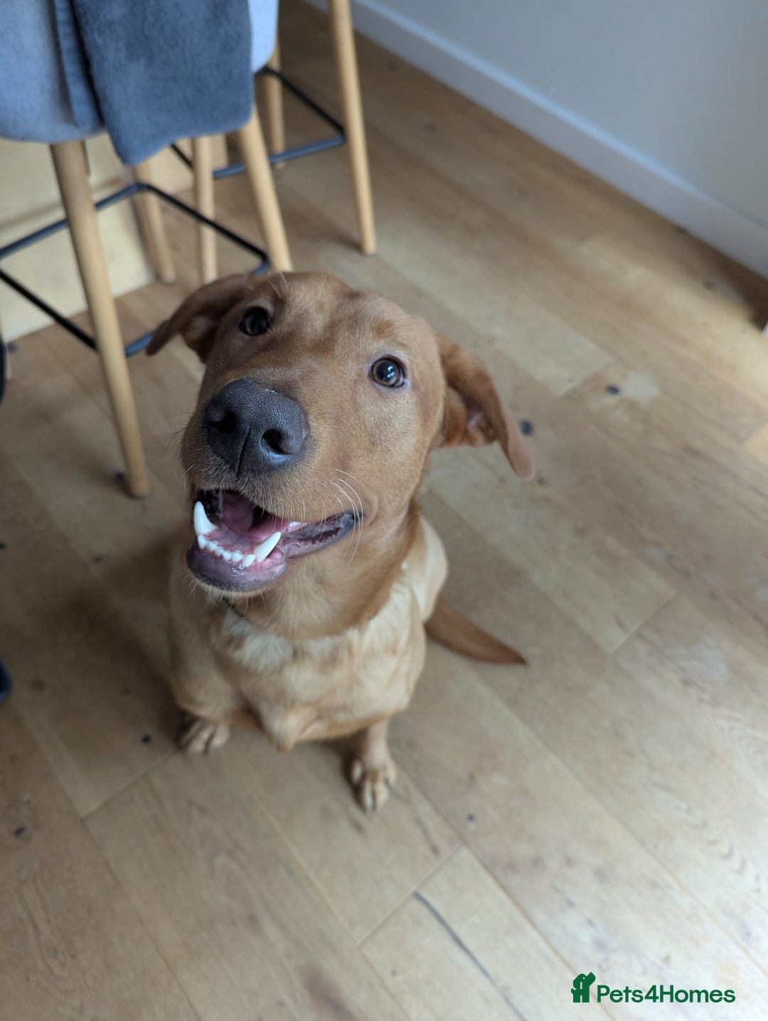 Labrador Retriever dogs for sale: Rufus 10 month old Red Fox Lab - Image 1