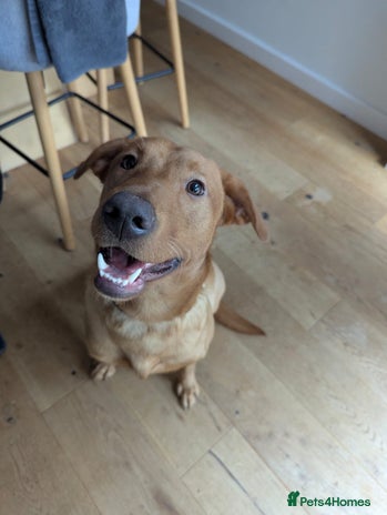 Labrador Retriever dogs - Advert 16