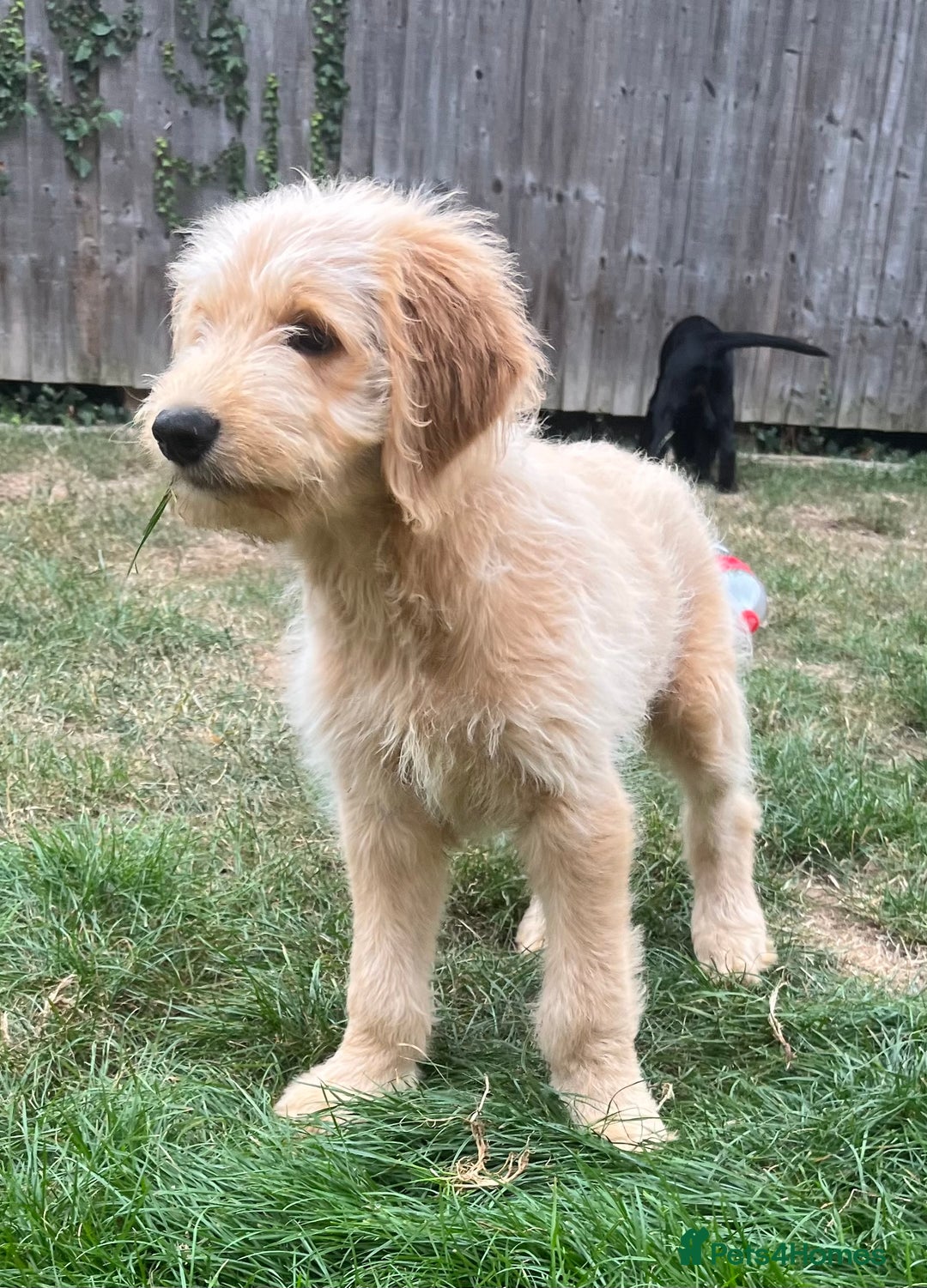 Mixed Breed dogs for sale: READY TO LEAVE - DNA health tested Puppies  - Image 10
