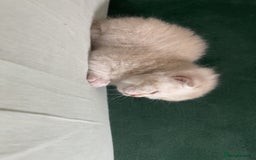 British Shorthair cats for sale: British Shorthair Kittens - Image 8